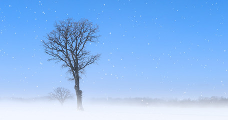 Solitary tree in a snowy landscape