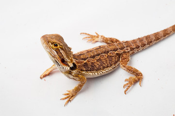 one agama bearded on white background.reptile close-up.