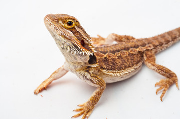 one agama bearded on white background.reptile close-up.