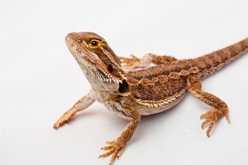 one agama bearded on white background.reptile close-up.