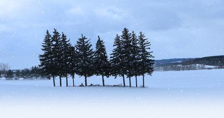Evergreen grove in a snowy landscape