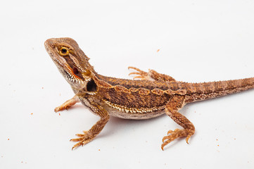 one agama bearded on white background.reptile close-up.