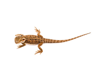 one agama bearded on white background.reptile close-up.