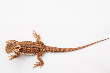 Naklejka premium one agama bearded on white background.reptile close-up.