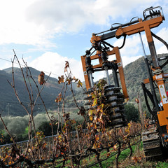 Mechanical pruning of plants in a vineyard