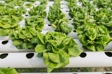 Hydroponics vegetable growing in the nursery