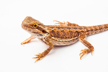 one agama bearded on white background.reptile close-up.