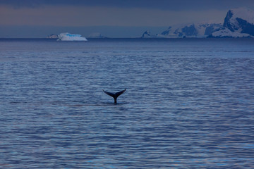 Buckelwal in der Antarktis