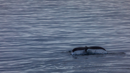 Obraz premium Buckelwal in der Antarktis