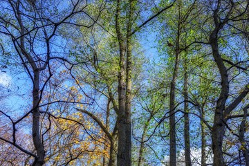 Forest landscape