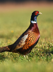 Ringneck Pheasant (Phasianus colchicus)