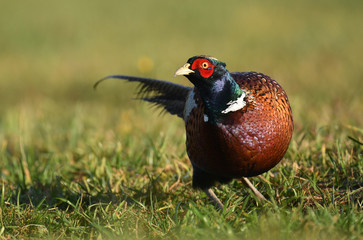 Ringneck Pheasant (Phasianus colchicus)
