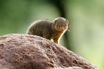 Mangouste naine, Dwarf mongoose, Helogale parvula, parc national du Serengeti, Tanzanie