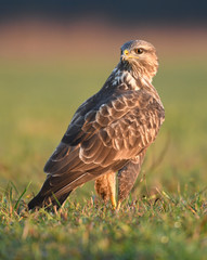 Common buzzard (Buteo buteo)