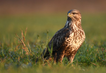 Common buzzard (Buteo buteo)