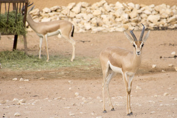 Dorcas Gazelle, Arabian Sand, Goitered Gazelle	