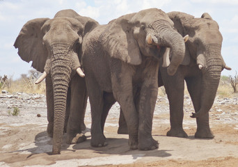 elephants in Africa