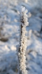 заснеженная ветка растения в парке крупным планом 