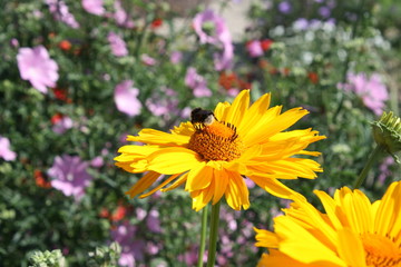 Yellow blossom closeup