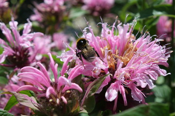 Bumblebee on pink blossom closeup
