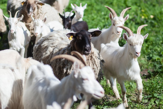 goat on feeld