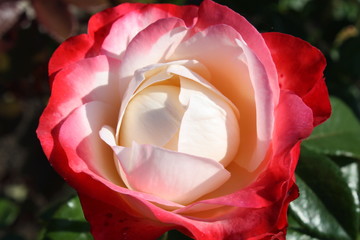Rose blossom