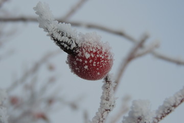 красные ягоды шиповника под снегом в парке крупным планом  - obrazy, fototapety, plakaty