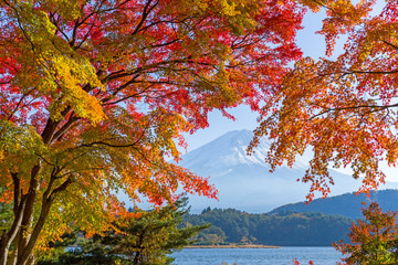 Mount fuji in autumn at Kawaguchiko