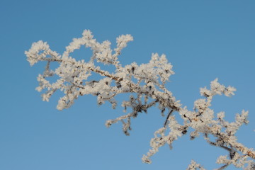 заснеженная ветка растения на фоне голубого неба крупным планом 