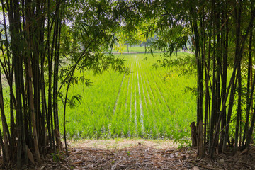 paddy rice in rice field