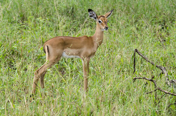 Impala, Aepyceros melampus, parc national du Serengeti, Tanzanie