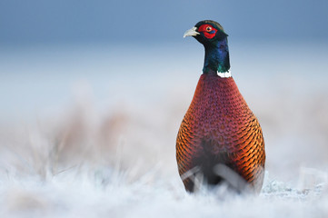 Ringneck Pheasant (Phasianus colchicus)
