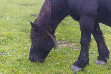 Caballos en los Lagos de Covadonga (Asturias, España).