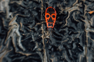 Pyrrhocoris apterus firebug.