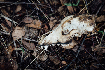 skull animal dogs, dirty autumn leaves on the ground,