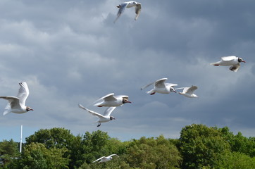 Mewy w locie/Seagulls flying