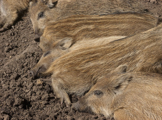 Schlafende Frischlinge im Wildgehege in Kellenhusen
