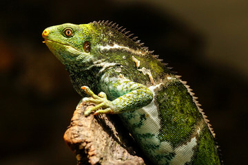 Fijian crested iguana (Brachylophus vitiensis) on Viti Levu Isla