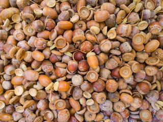 Background of acorns.