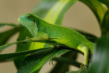 Female Fiji banded iguana (Brachylophus fasciatus) on Viti Levu