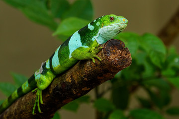 Male Fiji banded iguana (Brachylophus fasciatus) on Viti Levu Is