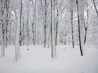 Park in winter.