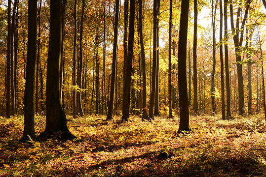 Fototapeta magic forest