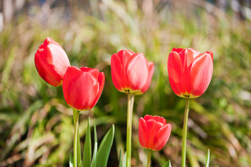 Rote Tulpen im Garten