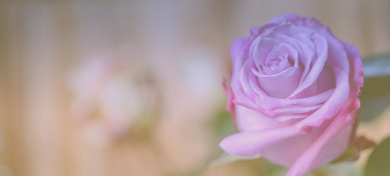 Eine Rose, Panorama