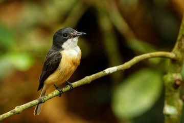 Female Vanikoro Broadbill sitting on a tree on Viti Levu Island,