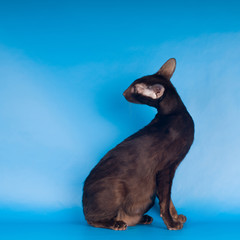 Oriental sitting cat portrait on blue background