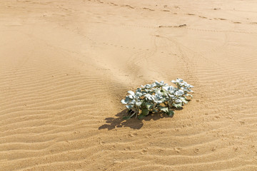 Indigenous Dune Plant Growing in the Beach Sand