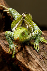Fijian crested iguana (Brachylophus vitiensis) on Viti Levu Isla