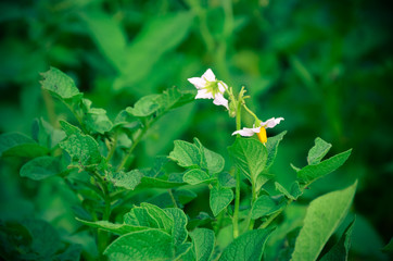 White flowers of a potato on green background.